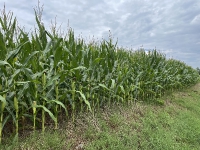 Agriculture (80)
