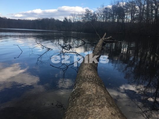  tree trunk