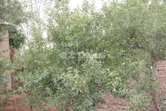 Apples