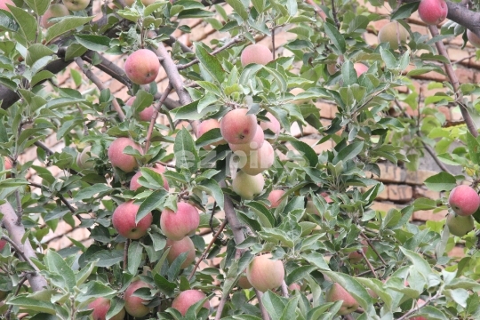 Apples
