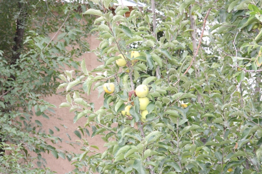 Apples