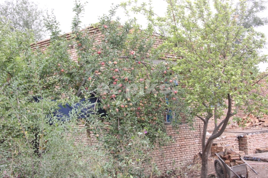 Apples
