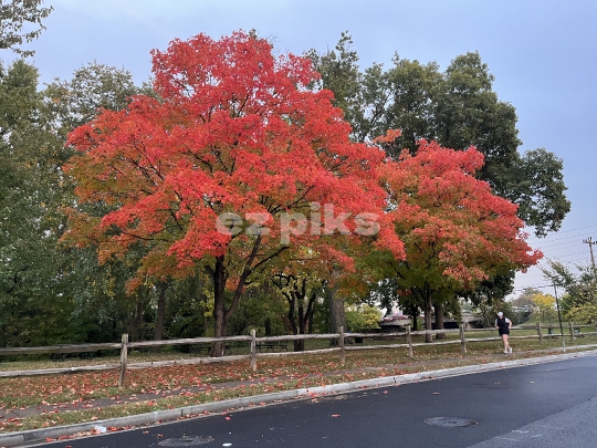 Autumn