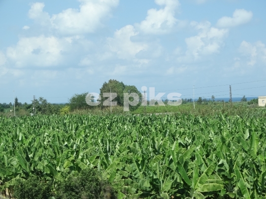 Banana field