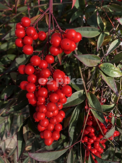 Berries