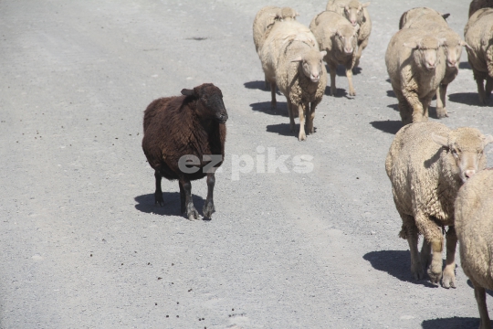 Black Sheep