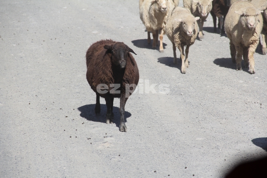 Black Sheep