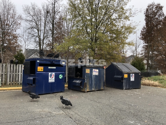 Black Vultures