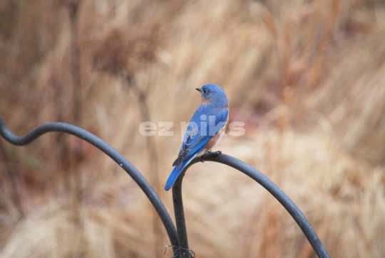 Blue Bird
