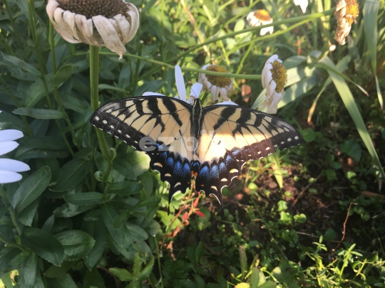 Butterfly