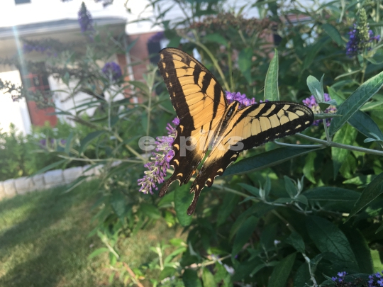 Butterfly