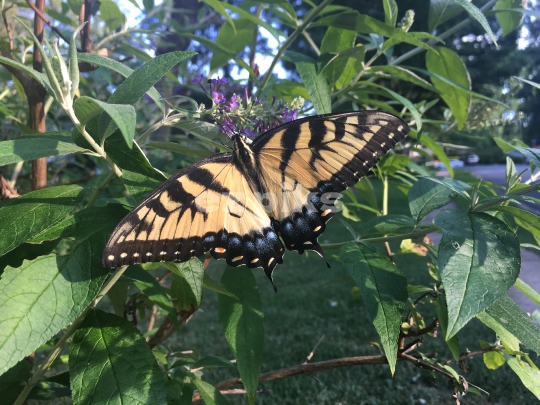 Butterfly