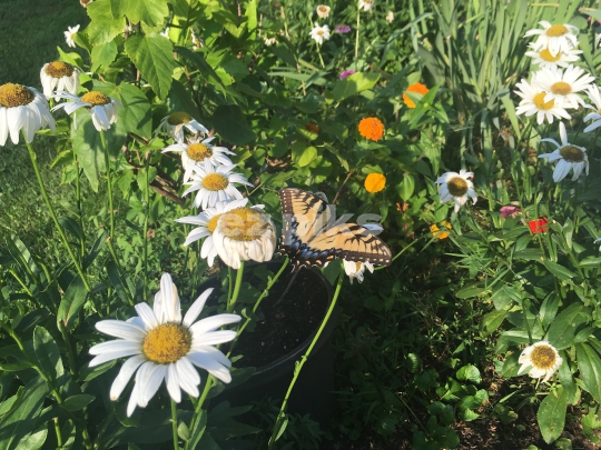 Butterfly