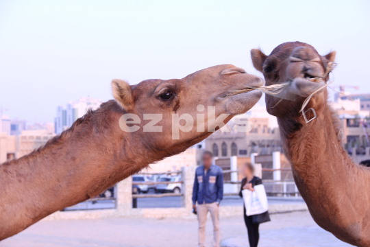 Camels