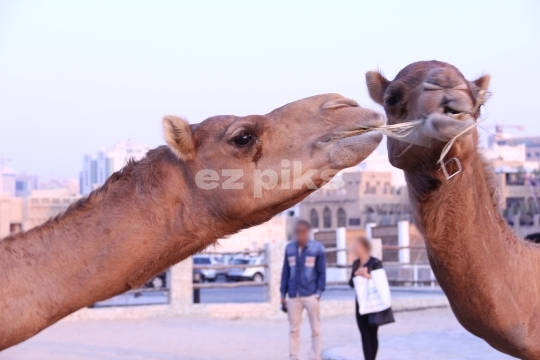 Animals
