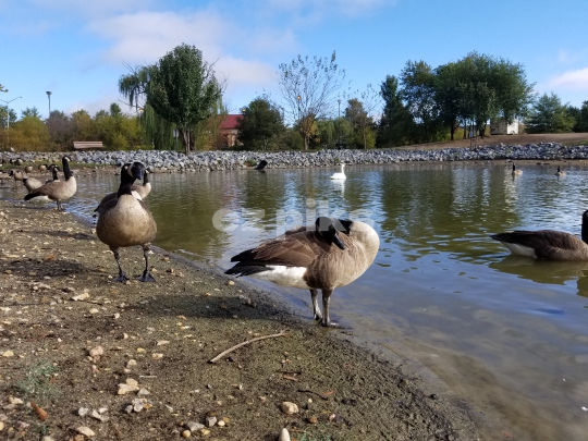 Canadian Geese