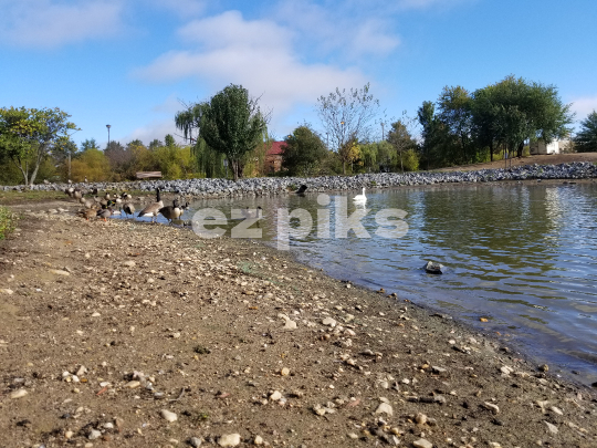 Canadian Geese