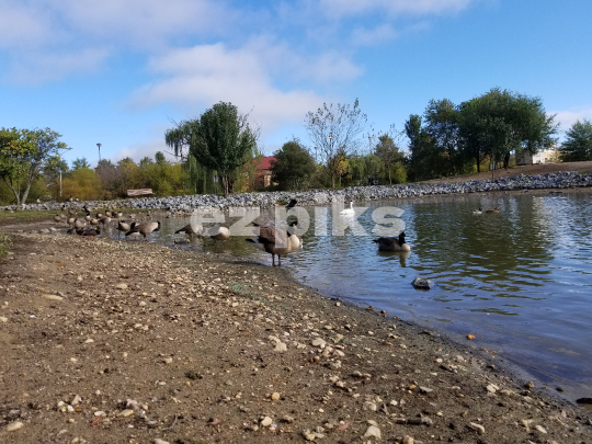 Canadian Geese