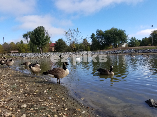 Canadian Geese