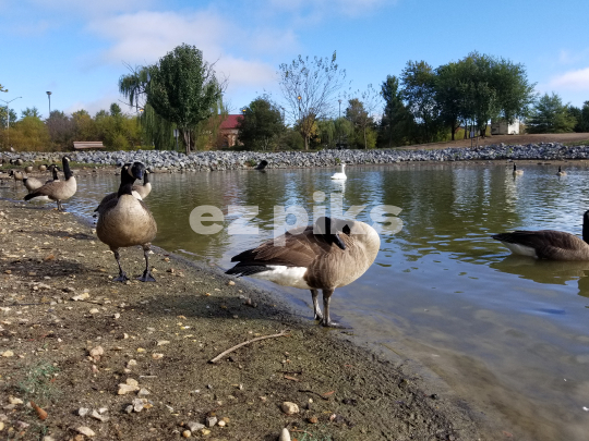 Canadian Geese