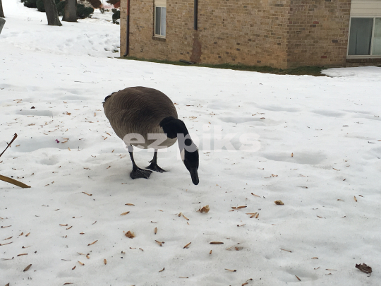 Canadian Goose