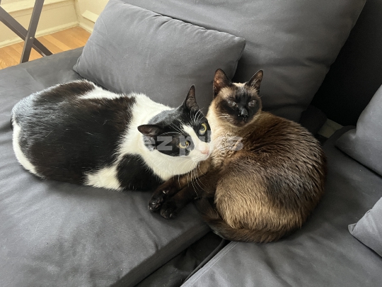 Cats 