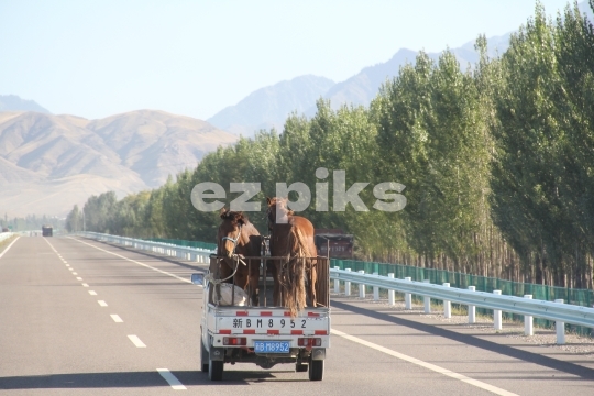 Cattle Transport