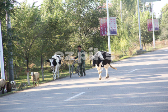 Cattle Traveling