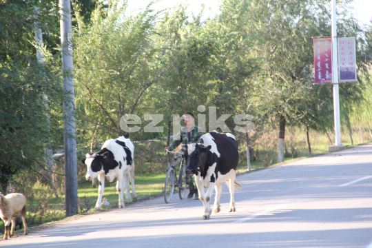 Cattle Traveling