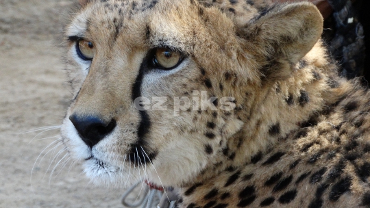 Cheetah 