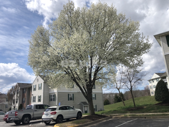 Cherry Blossoms