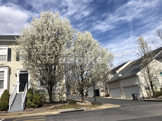 Cherry Blossoms