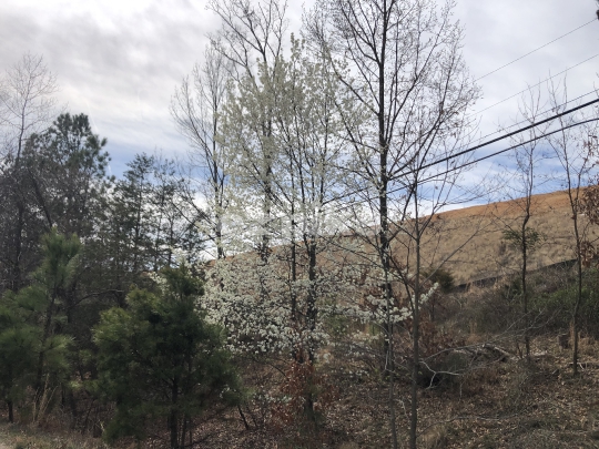 Cherry Blossoms