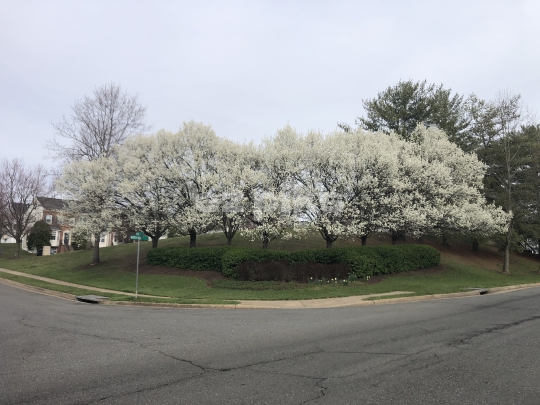 Cherry Blossoms