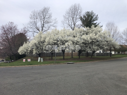 Cherry Blossoms