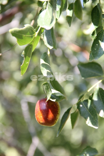 Chinese Dates