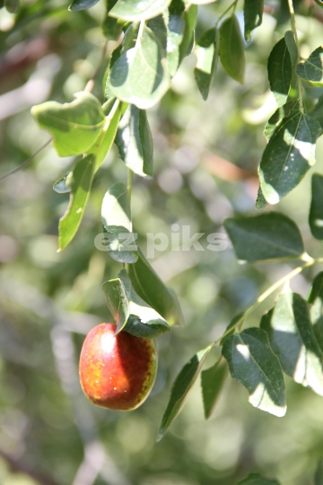 Chinese Dates