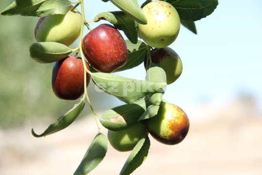 Chinese Dates