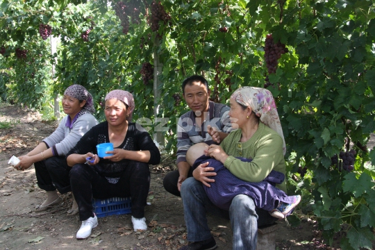 Chinese Farm Workers