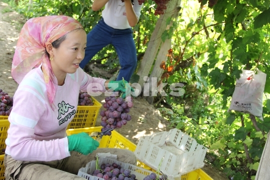 Chinese vineyard worker