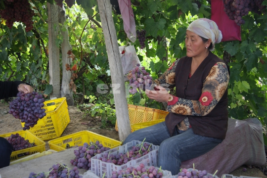 Chinese woman sorting red grapes