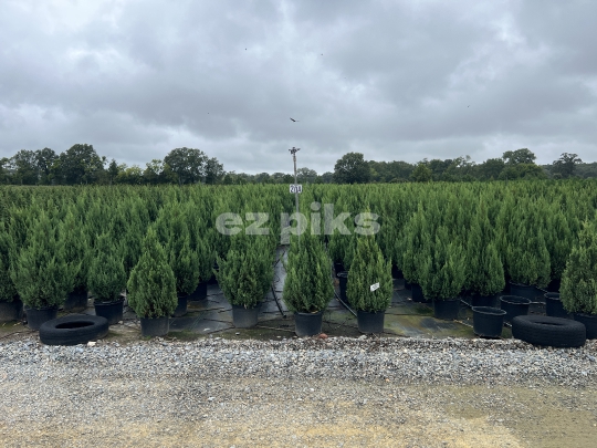 Christmas Trees