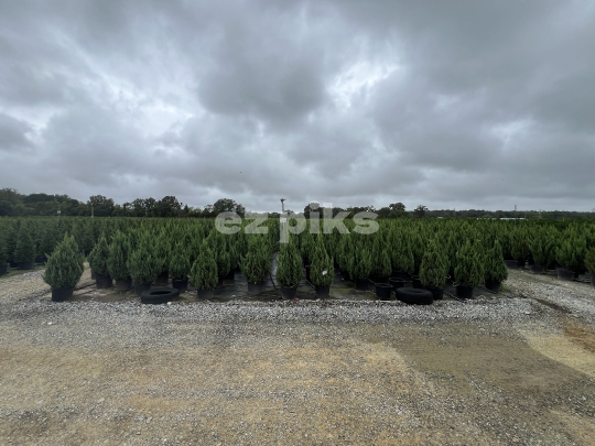 Christmas Trees