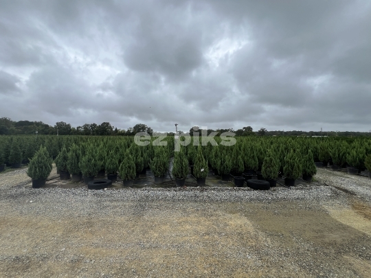 Christmas Trees