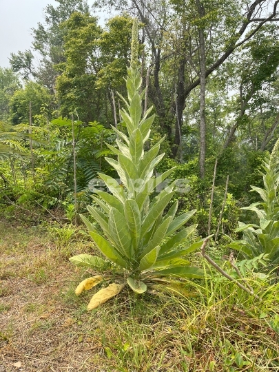 Common Mullein