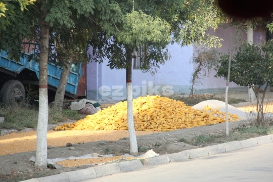 Corn