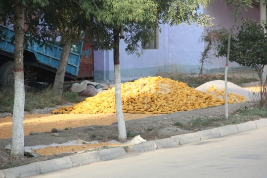 Corn