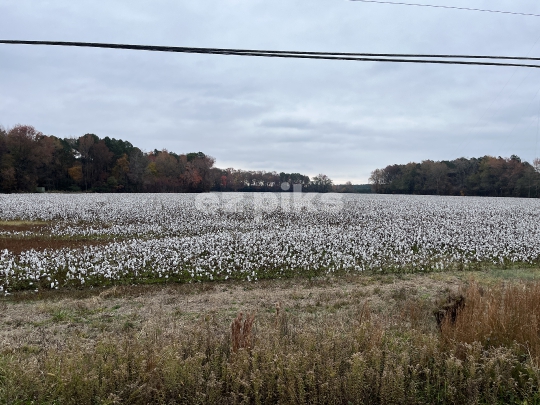Cotton