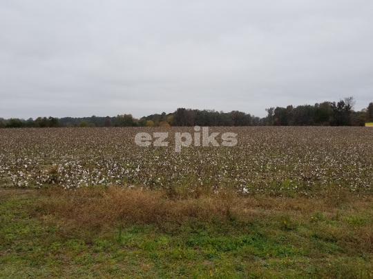 Cotton Field 777