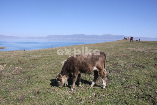 Cow